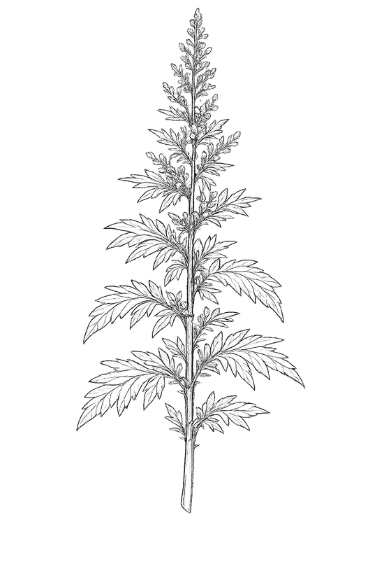 Botanical drawing of mugwort
