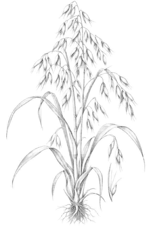 Botanical drawing of oats