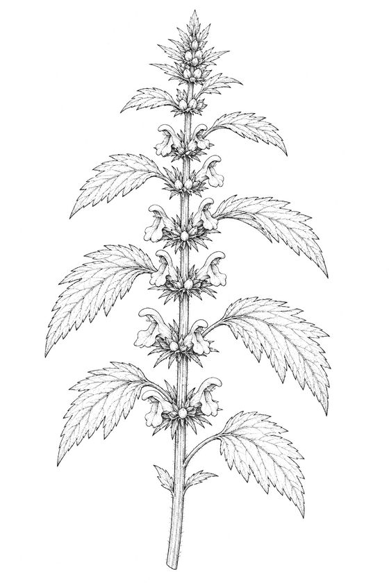 Botanical drawing of motherwort