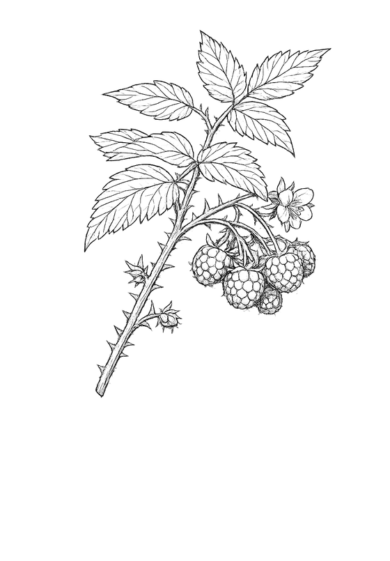 Botanical drawing of raspberry leaf and fruit