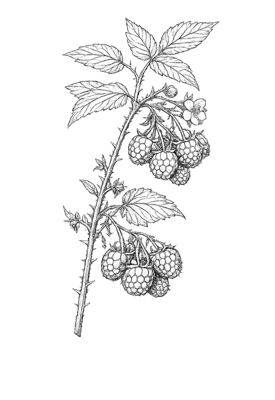 Botanical drawing of raspberry cane with leaves and fruit