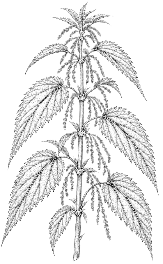 Botanical drawing of stinging nettle